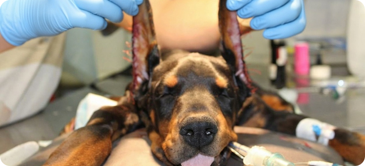 Ветеринар проводит купирование ушей у собак