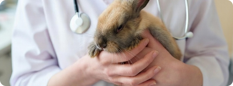 Ветеринар держит кролика