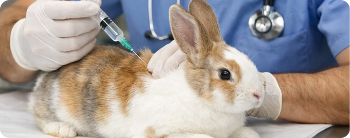 Лечение домашнего кролика