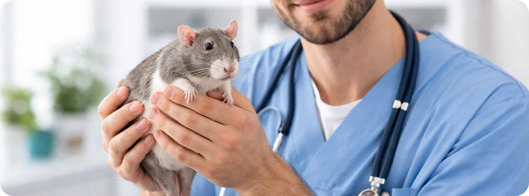 Ветеринар держит крысу