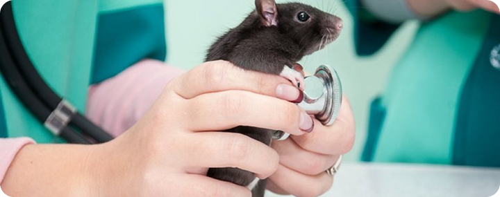 Лечение домашней крысы