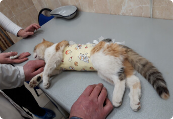Плановая стерилизация кошки